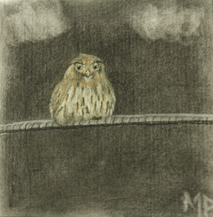 Owl in Charcoal