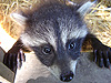 Animals - Raccoon