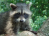 Animals - Raccoon