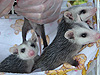 Animals - Possum Party