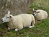 Animals - Sheep in Avebury