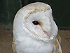 Birds - Regal Barn Owl