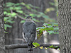 Birds - Hawk in Resevoir Park