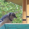 Goose Bird Feeder with Bluejay