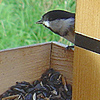 Goose Bird Feeder with Chickadee